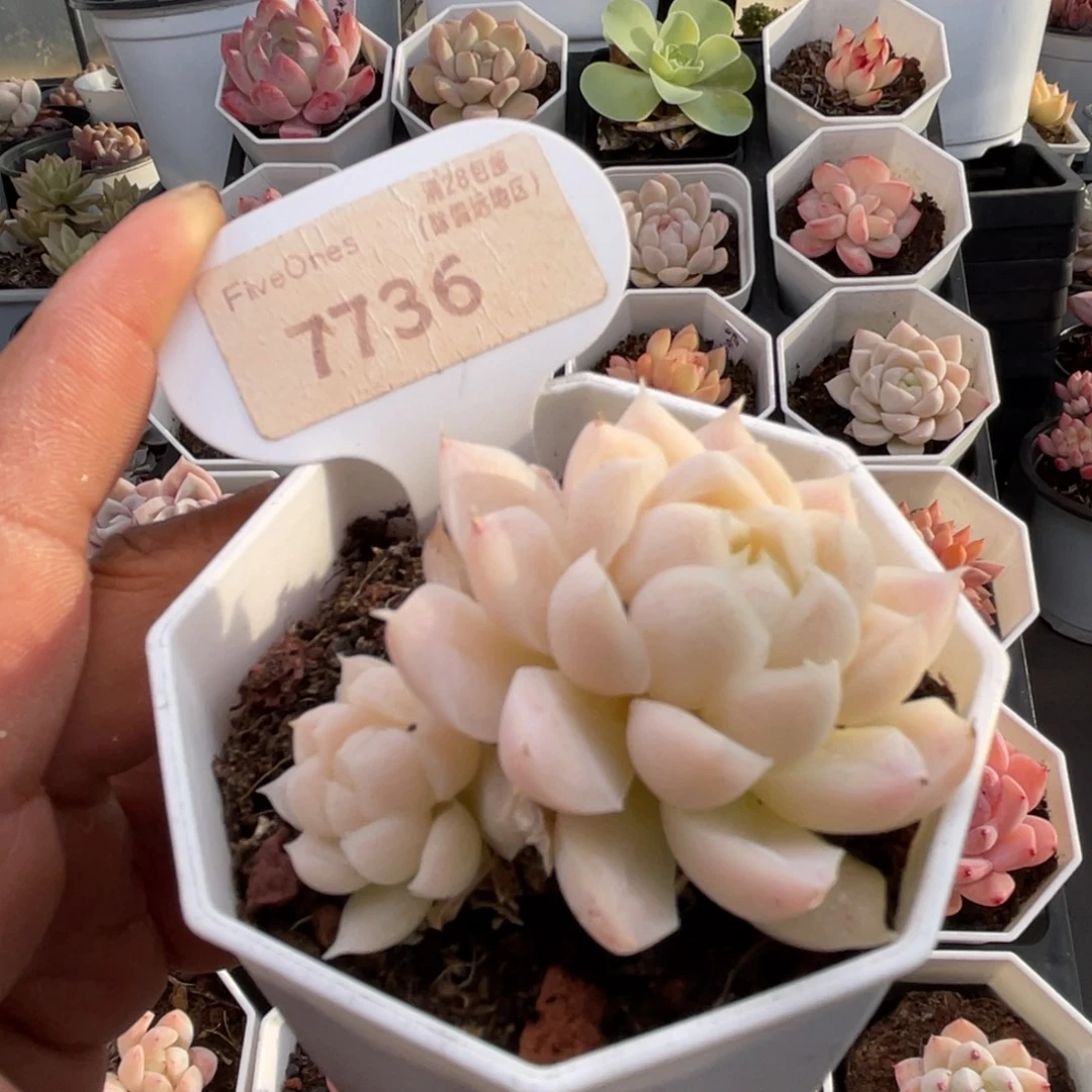 白月影7736-5.0厘米