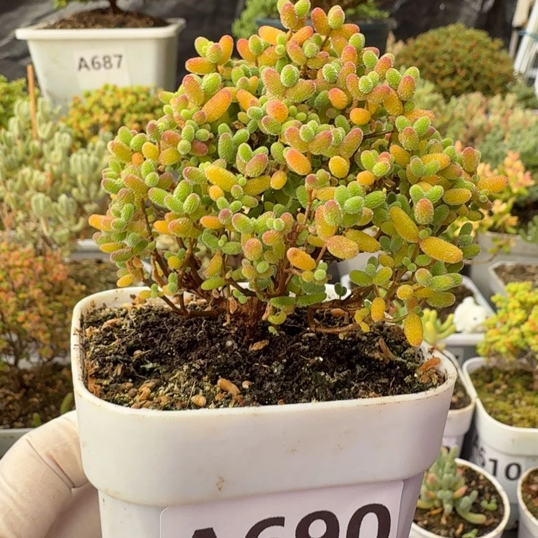 A690开播福利蜜橘糖球