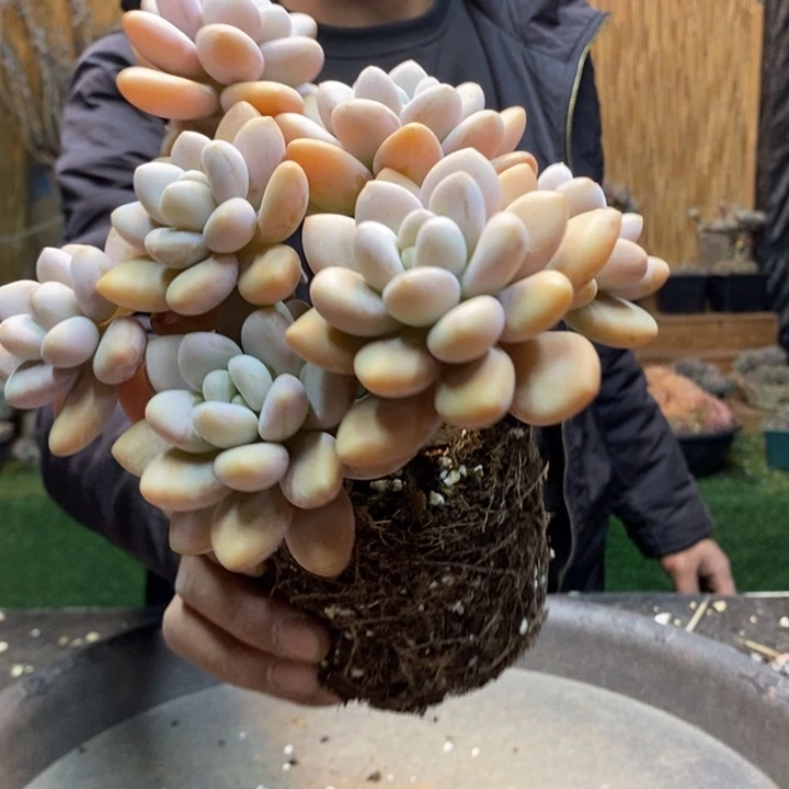 a***、612 号洛神多肉植物