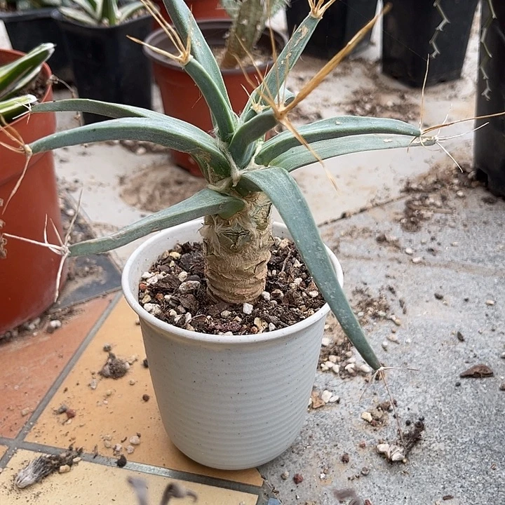 无花朵实生光山四大名球