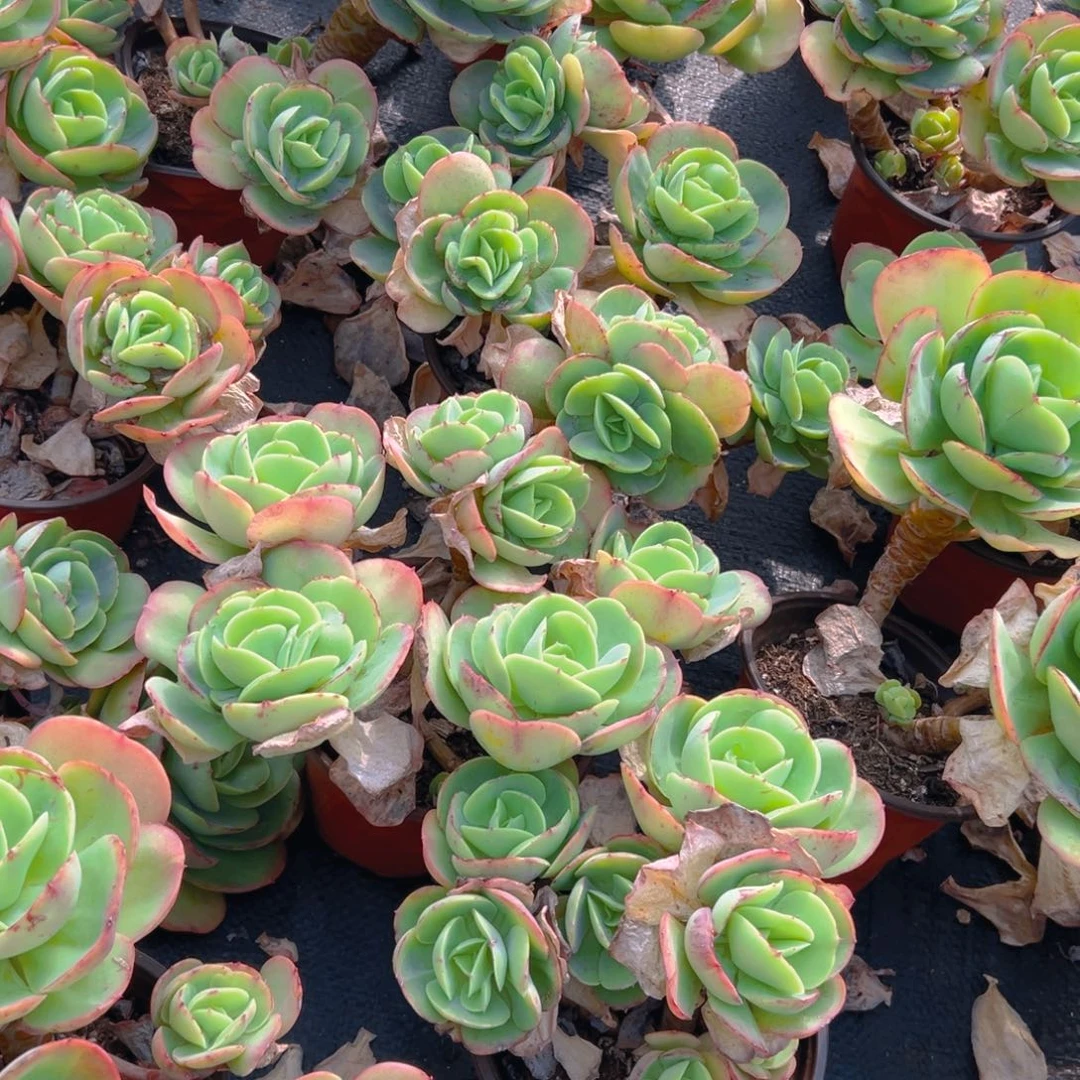 碧桃多肉，满18包邮