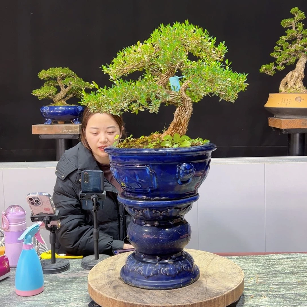 四季常青老桩黄杨盆景