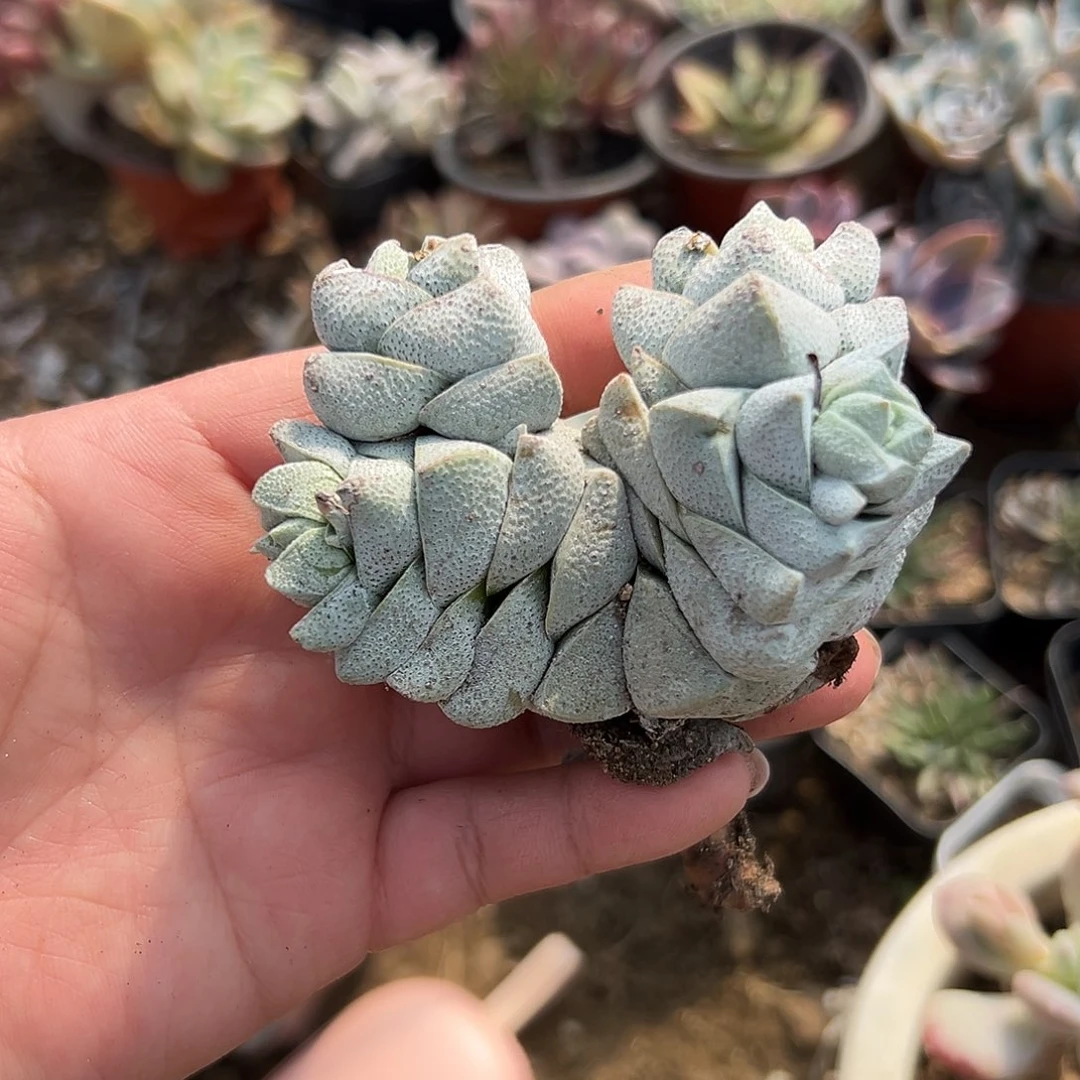 多肉植物多肉植物