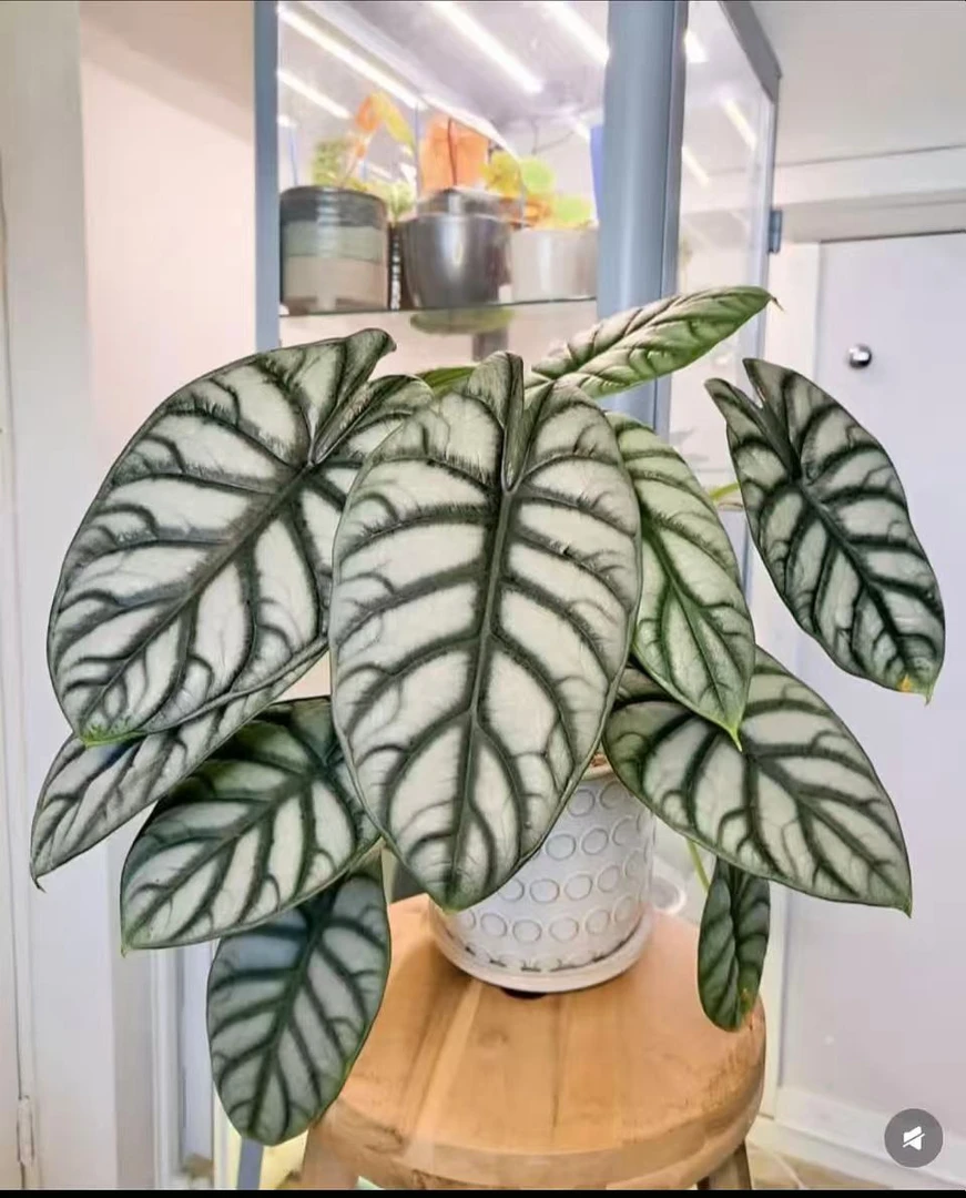 【超A级！白犀牛海芋】室内网红绿植盆栽好养耐阴净化空气