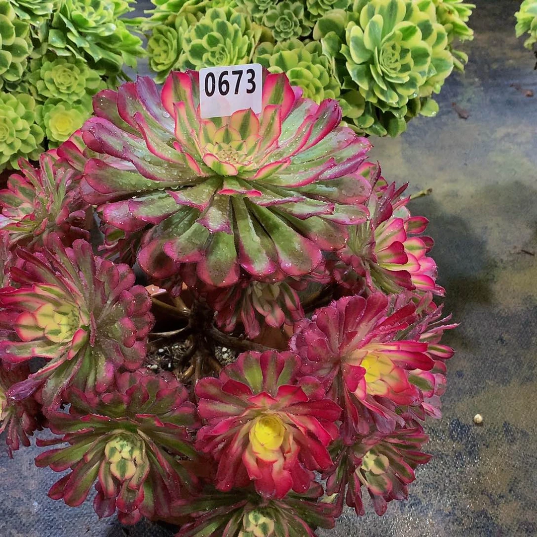 智****司多肉红桐白0673.00000