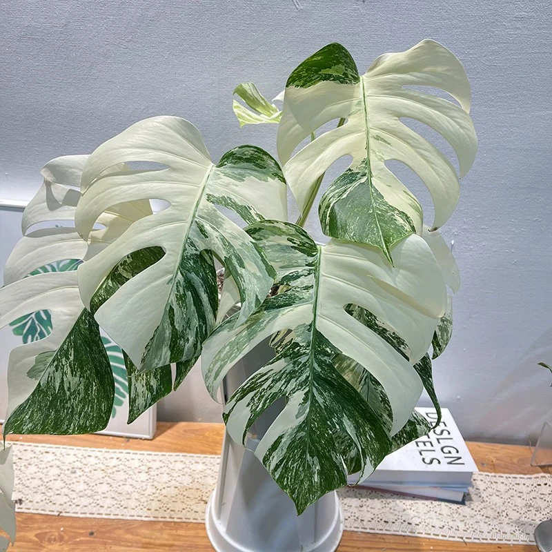 肥牛雪花白锦龟背竹盆栽室内网红绿植好养护