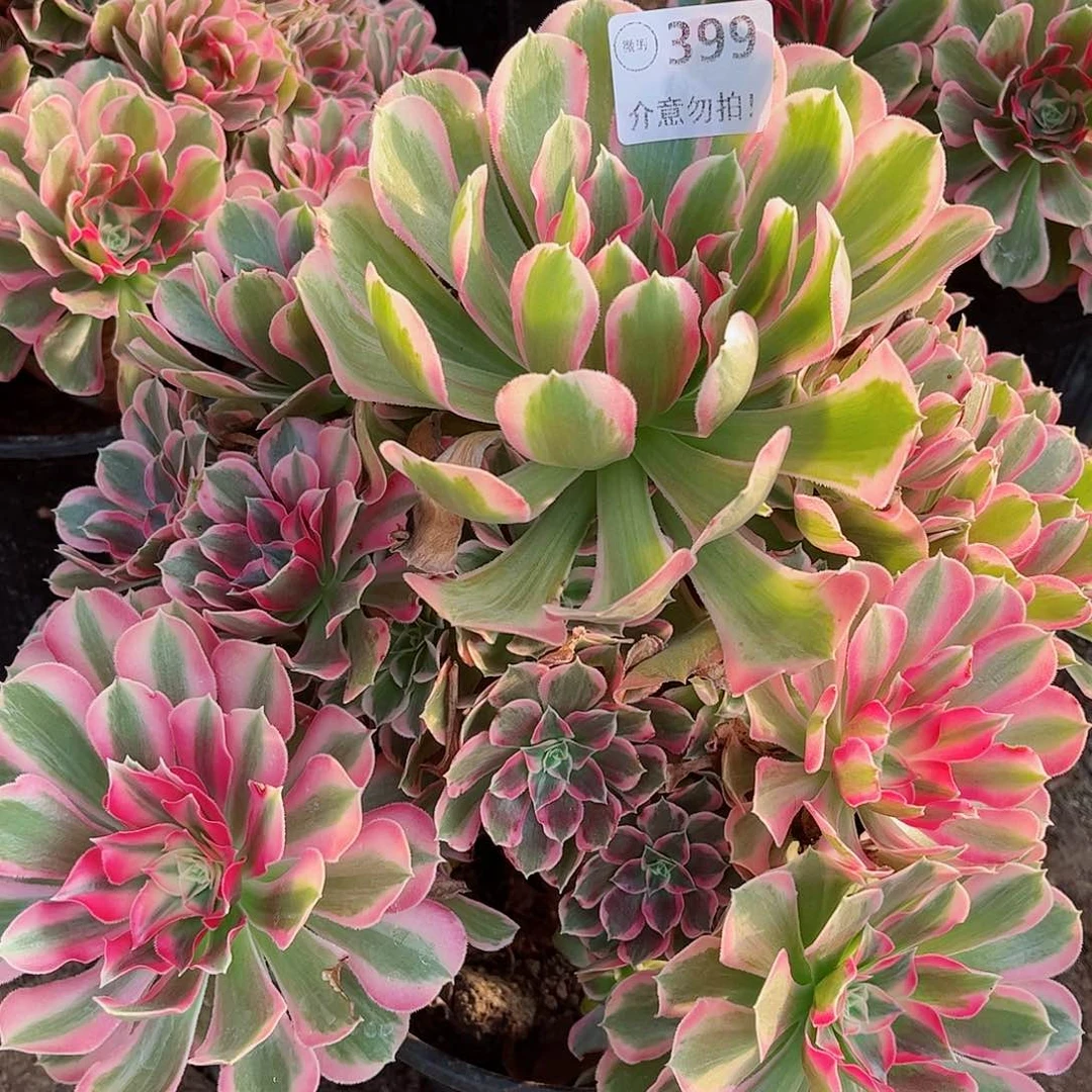 无花朵多肉植物399