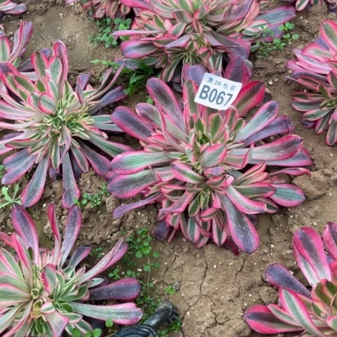 067美杜莎不包断枝