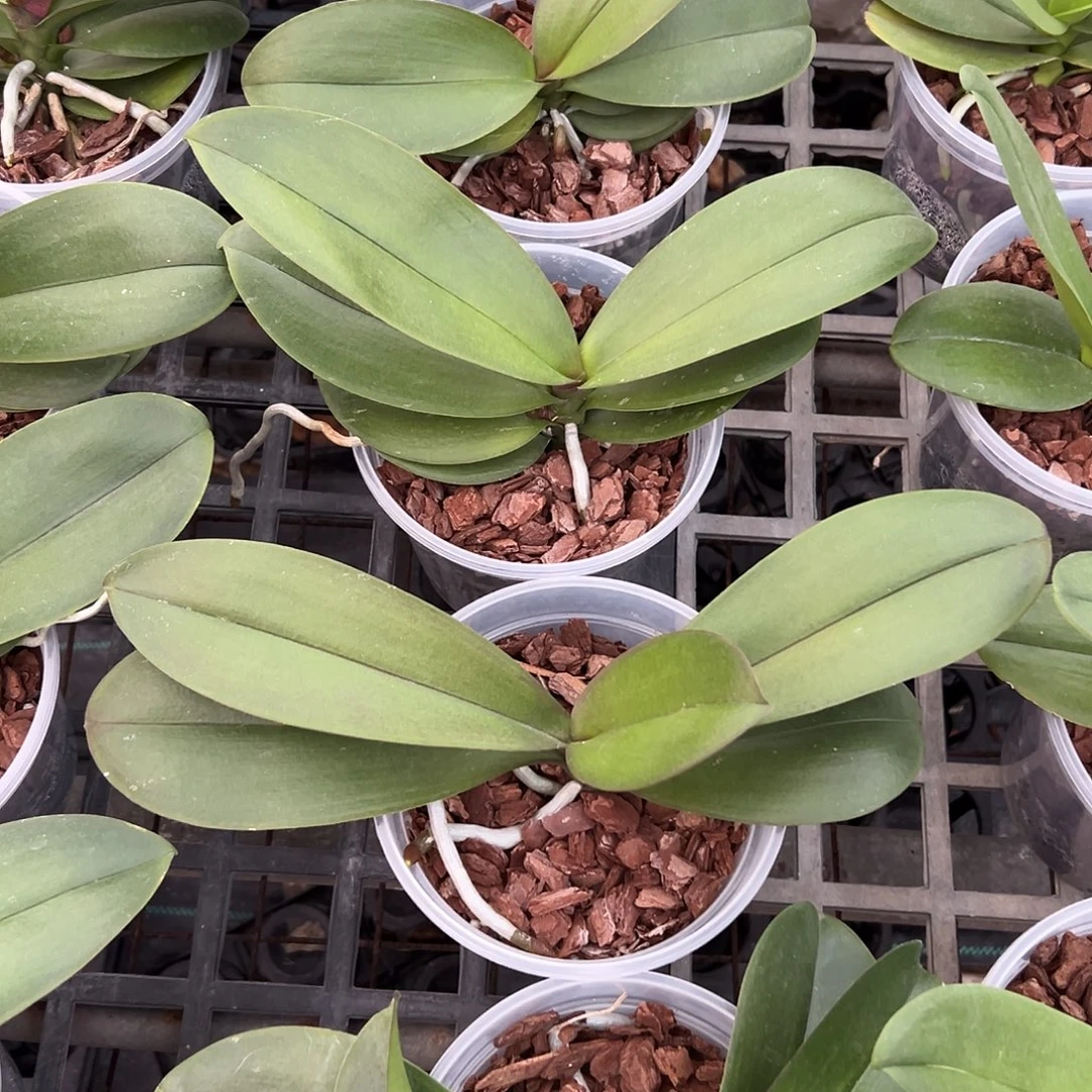 完全开放彩虹独角兽抽梗4.5寸