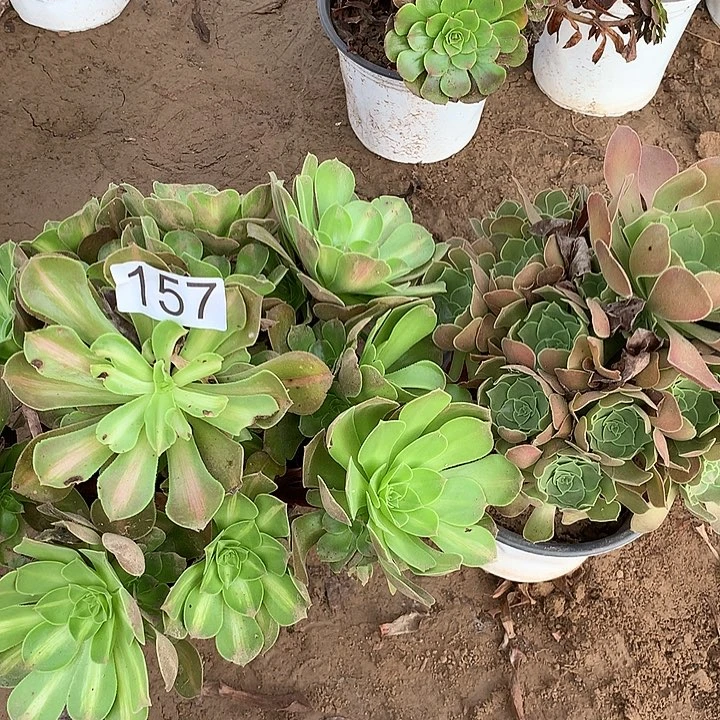 无花朵157两颗多肉植物