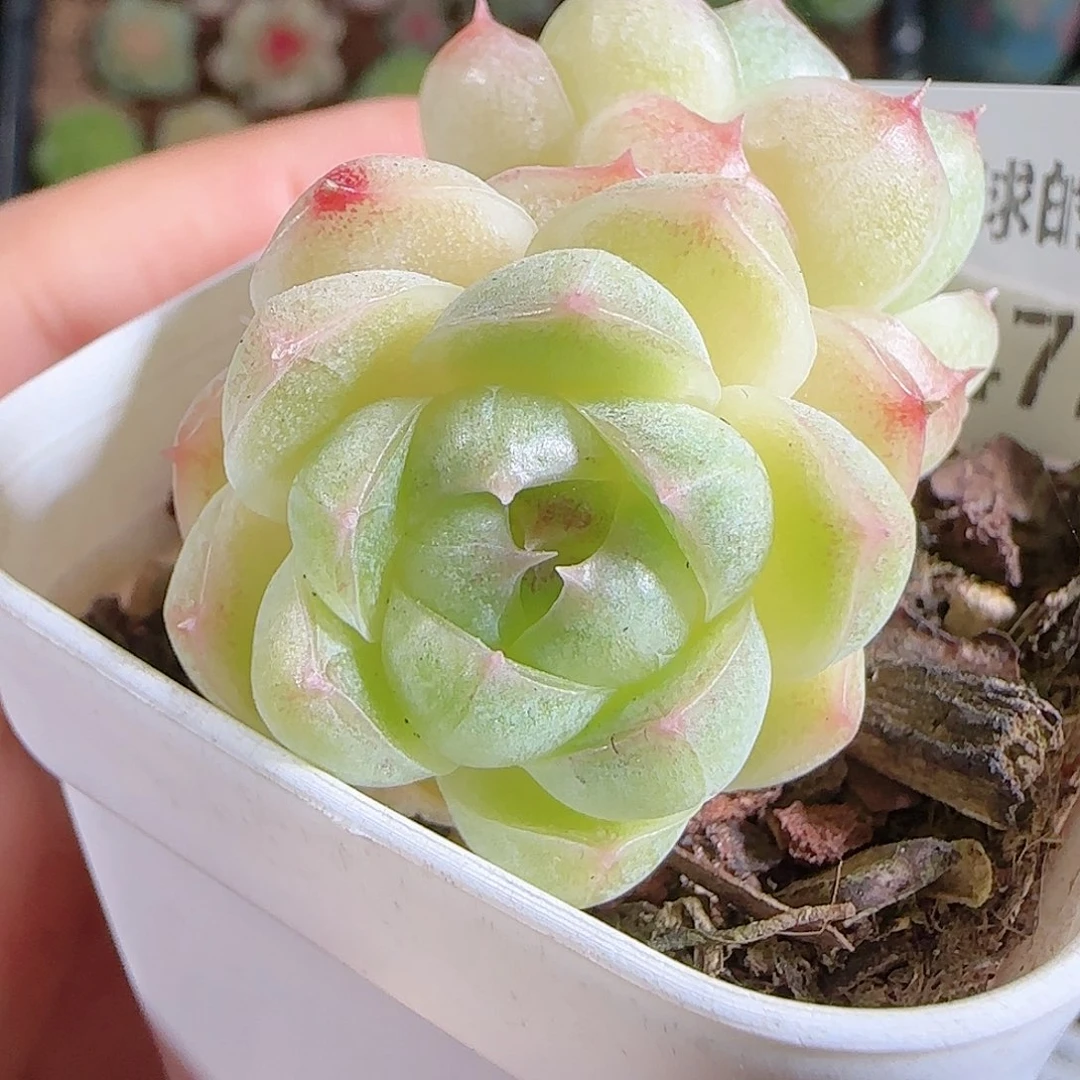 1101–-472麦秆优选不包整