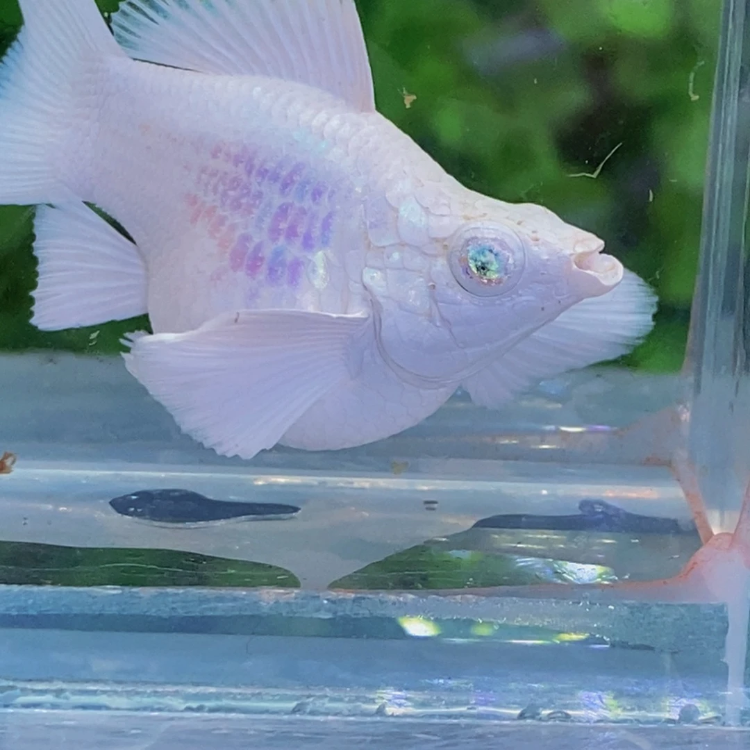 孔雀鱼燕尾瓷白两条