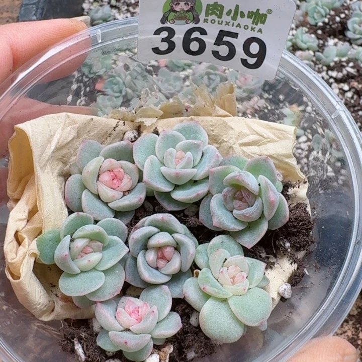 多肉植物多肉植物