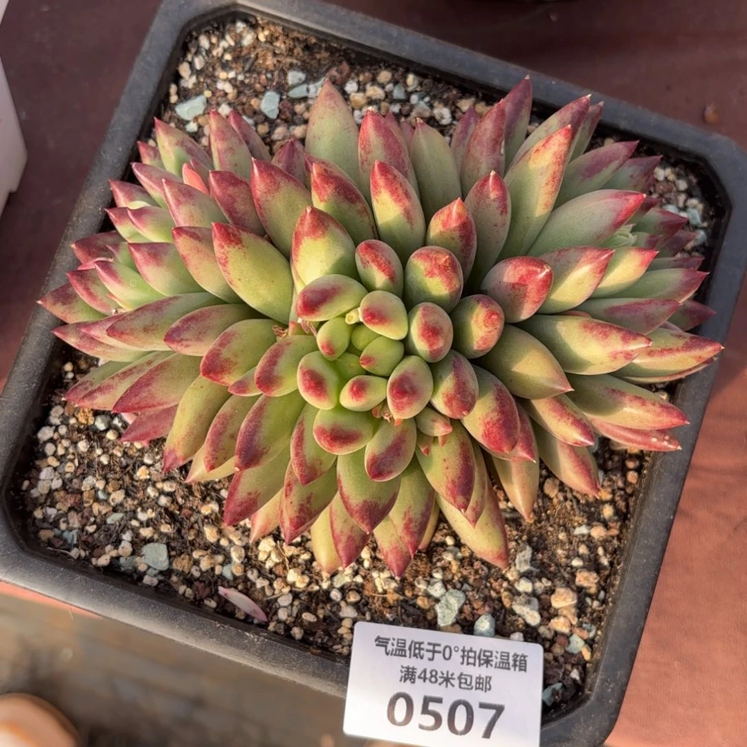 绒*?0507二代虞美人多肉