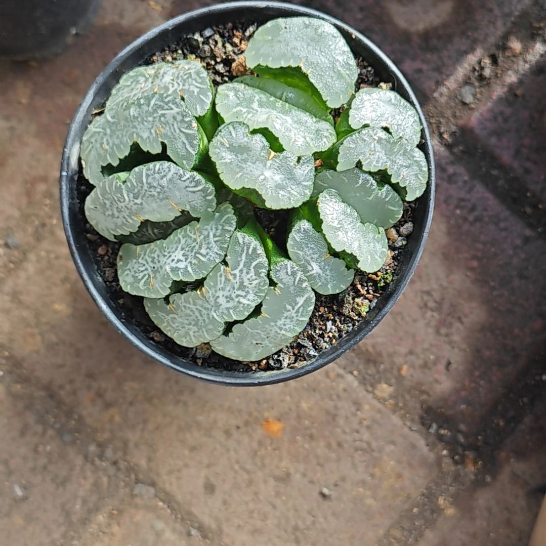 大白熊群一颗多肉植物原盆土