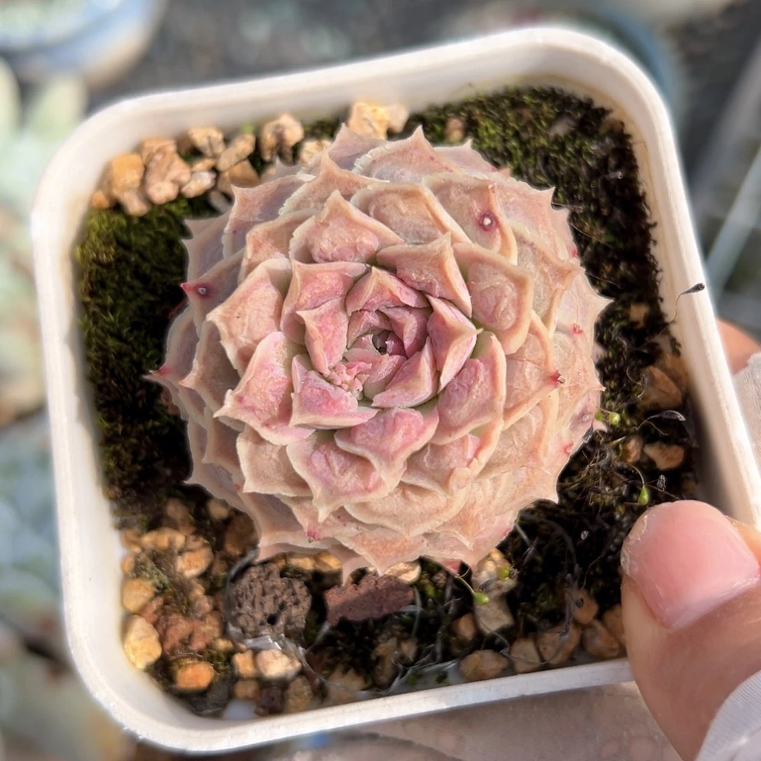 瘤财（满38包邮）多肉