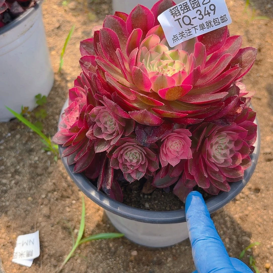 倾城多肉植物一号349