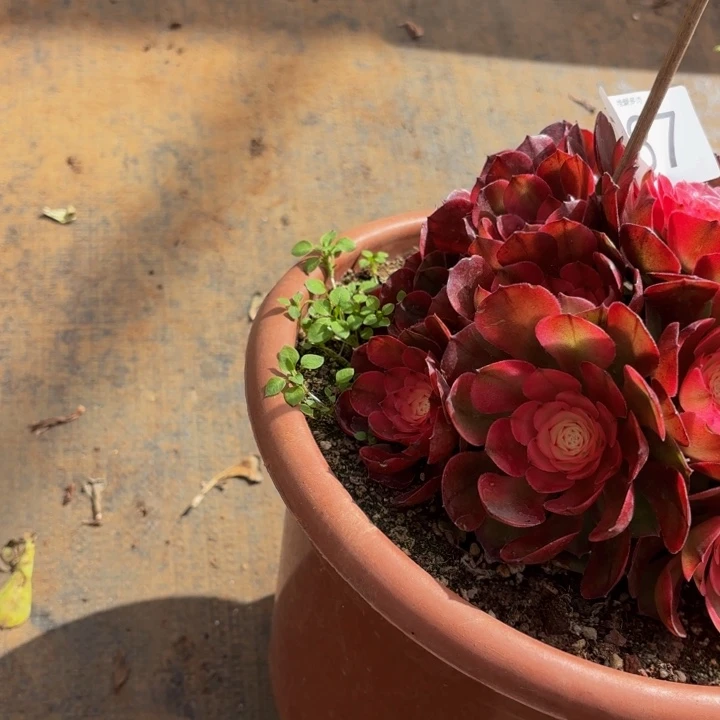 哈哈多肉葡萄福利来287