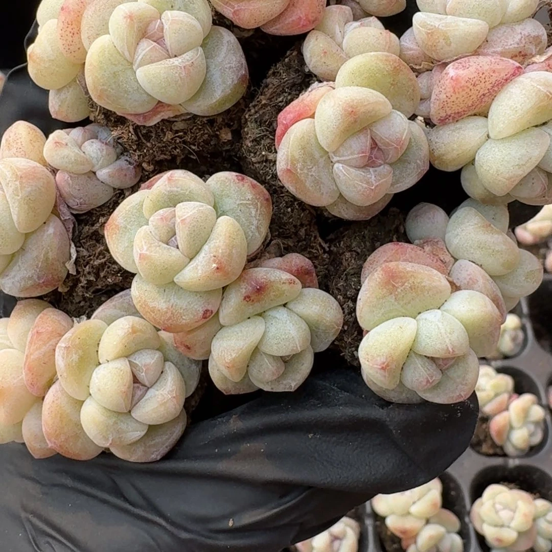 04号到手7颗，江北多肉