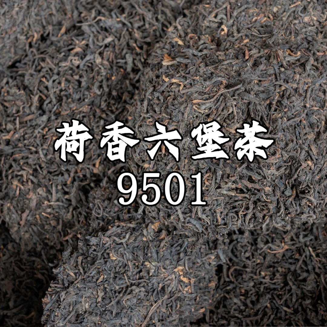 【500g囤茶装】2009系列 荷香9501六堡茶 特级黑茶  陈伯 六堡茶