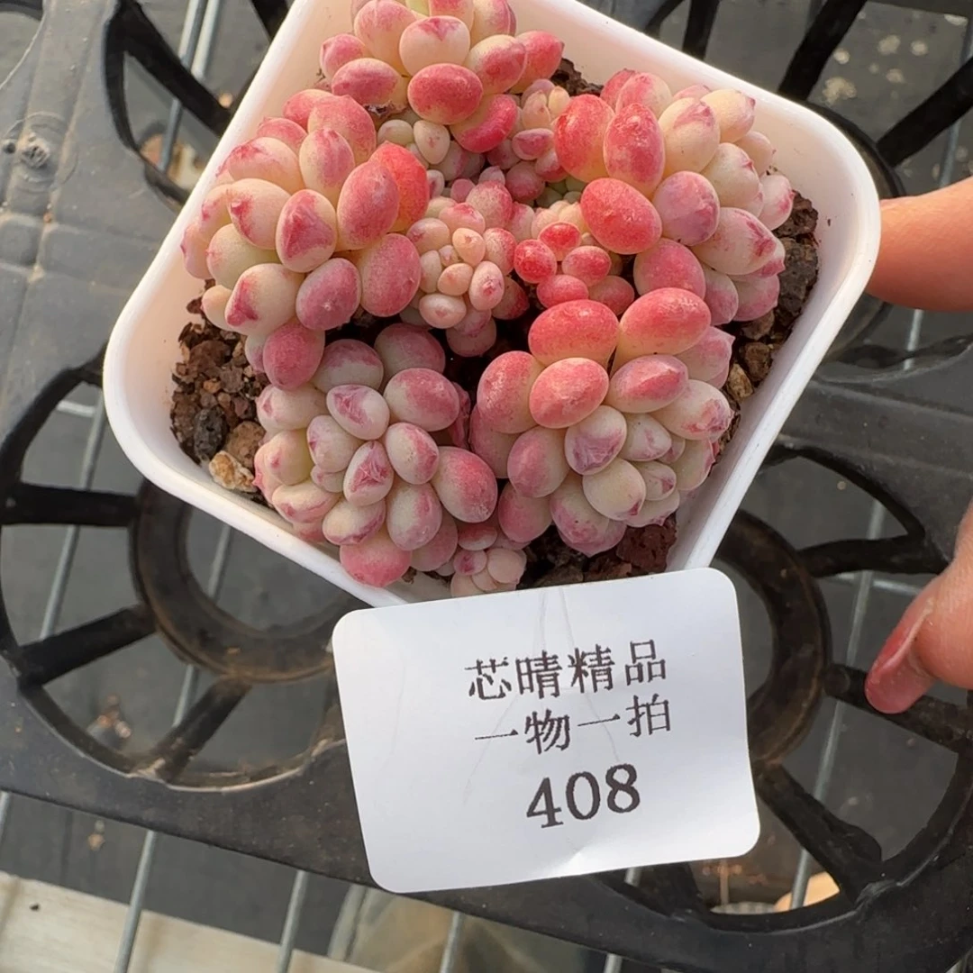 闪购精品多肉408号