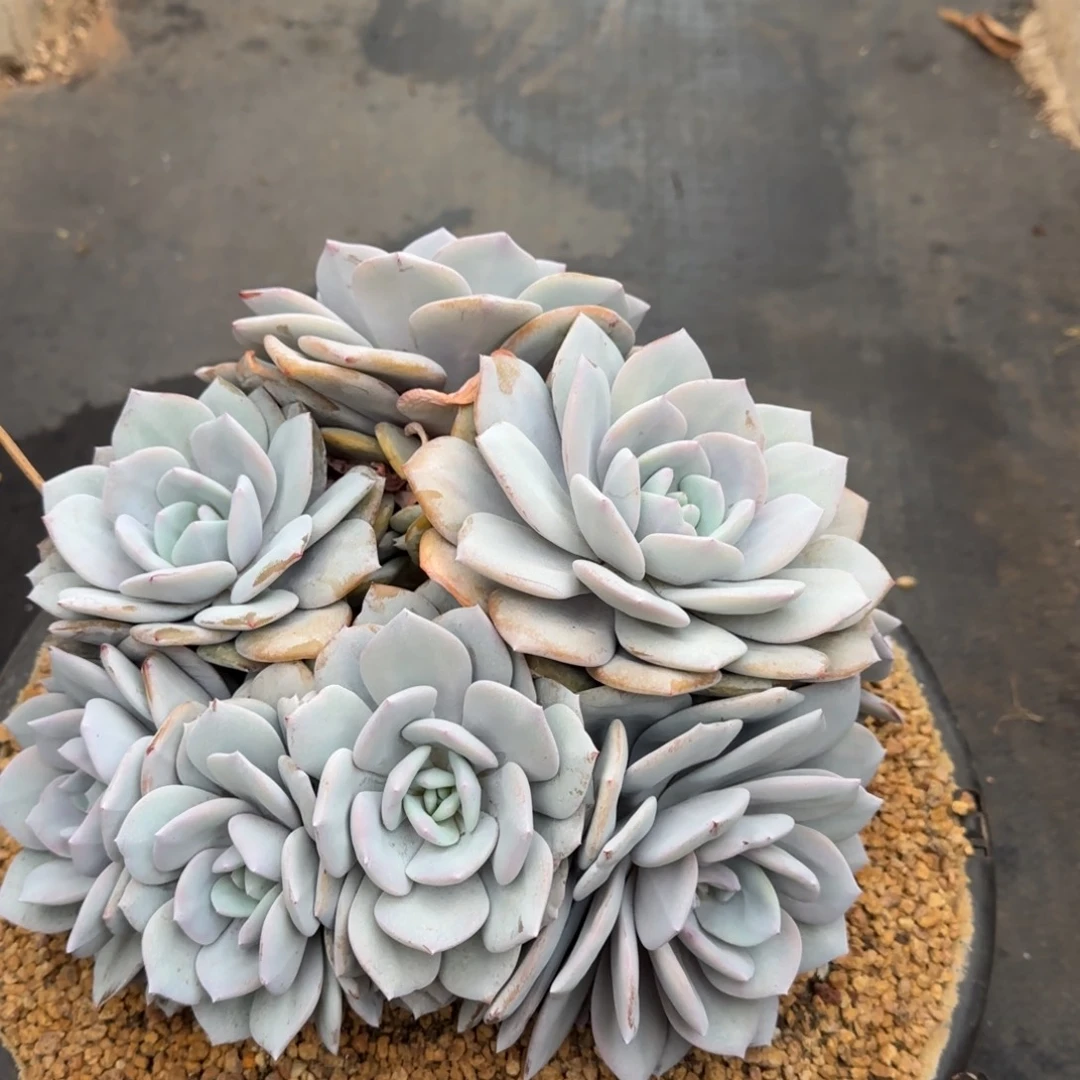 一***沙多肉植物的植物植物