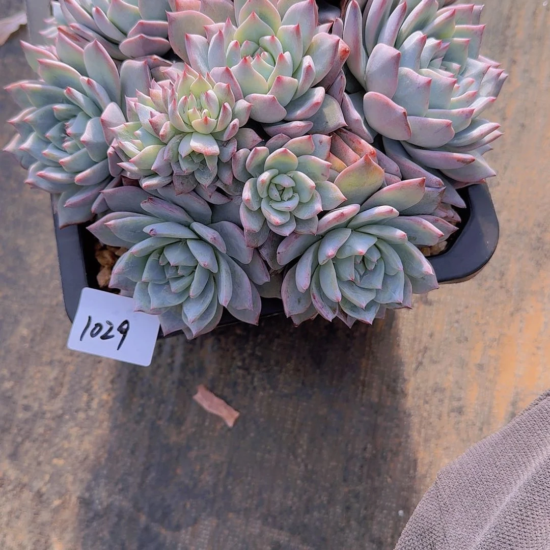 爱**九1029粉蓝鸟多肉