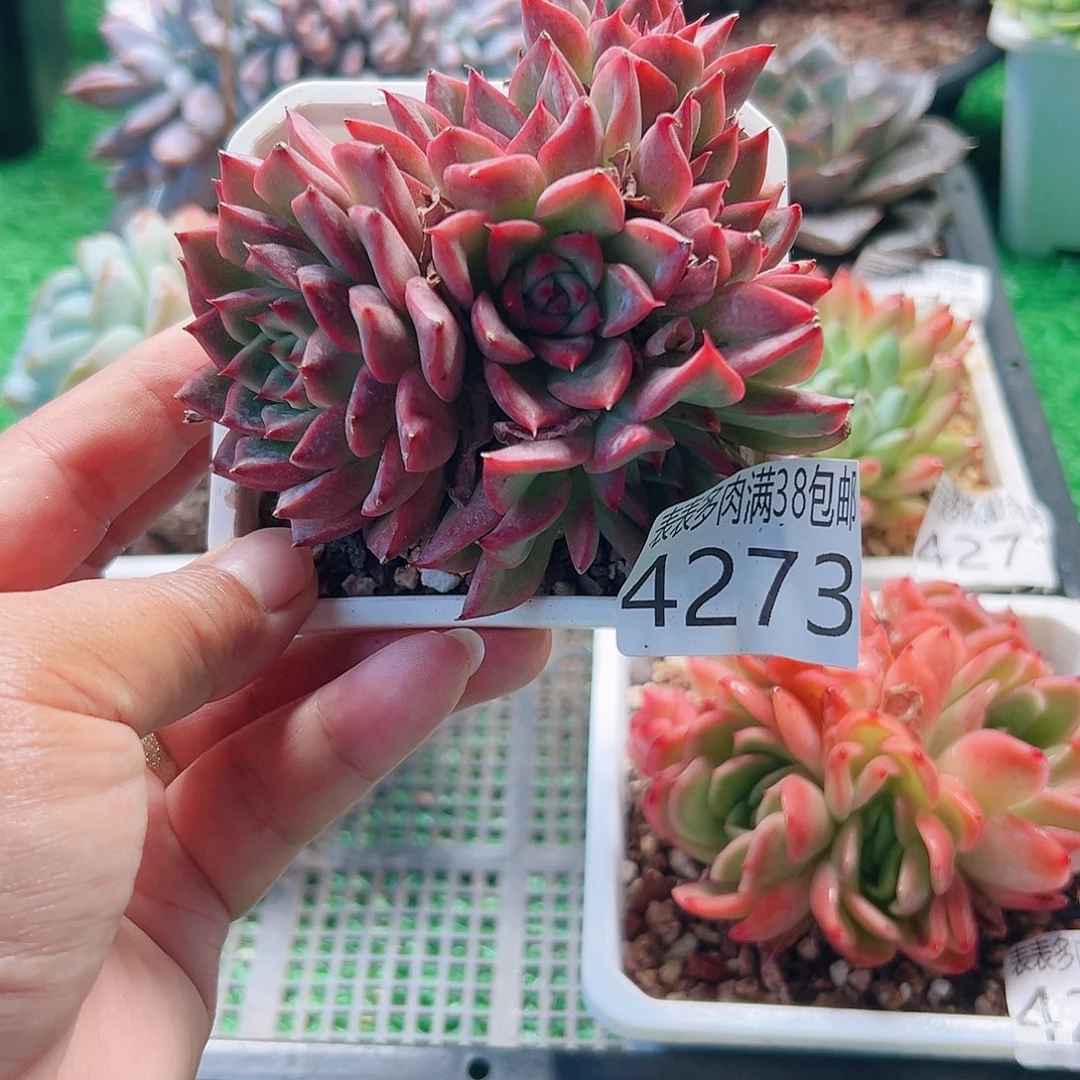 无花朵多肉一物一拍植物4273