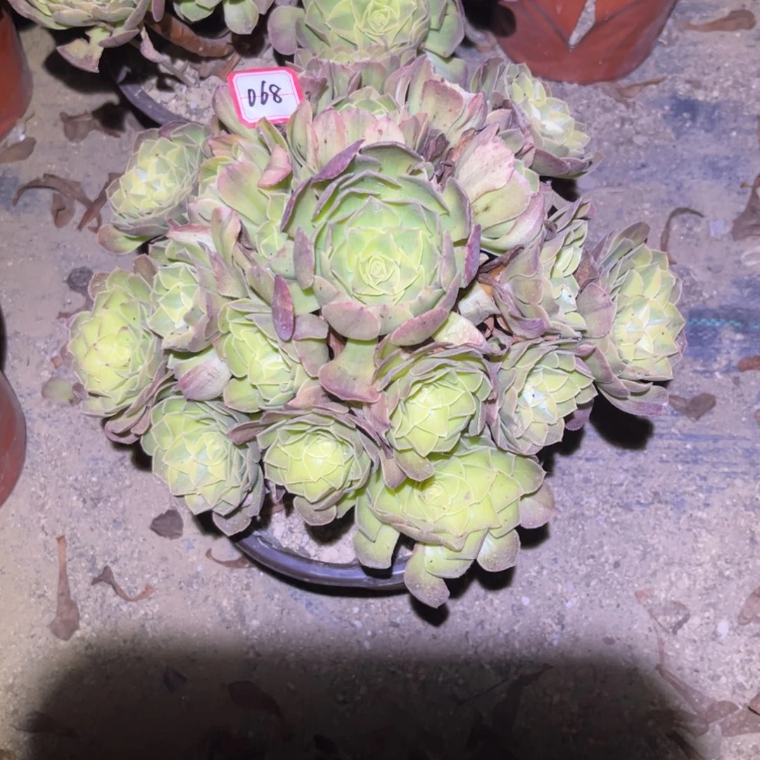 068多肉植物雨荷桩子不直