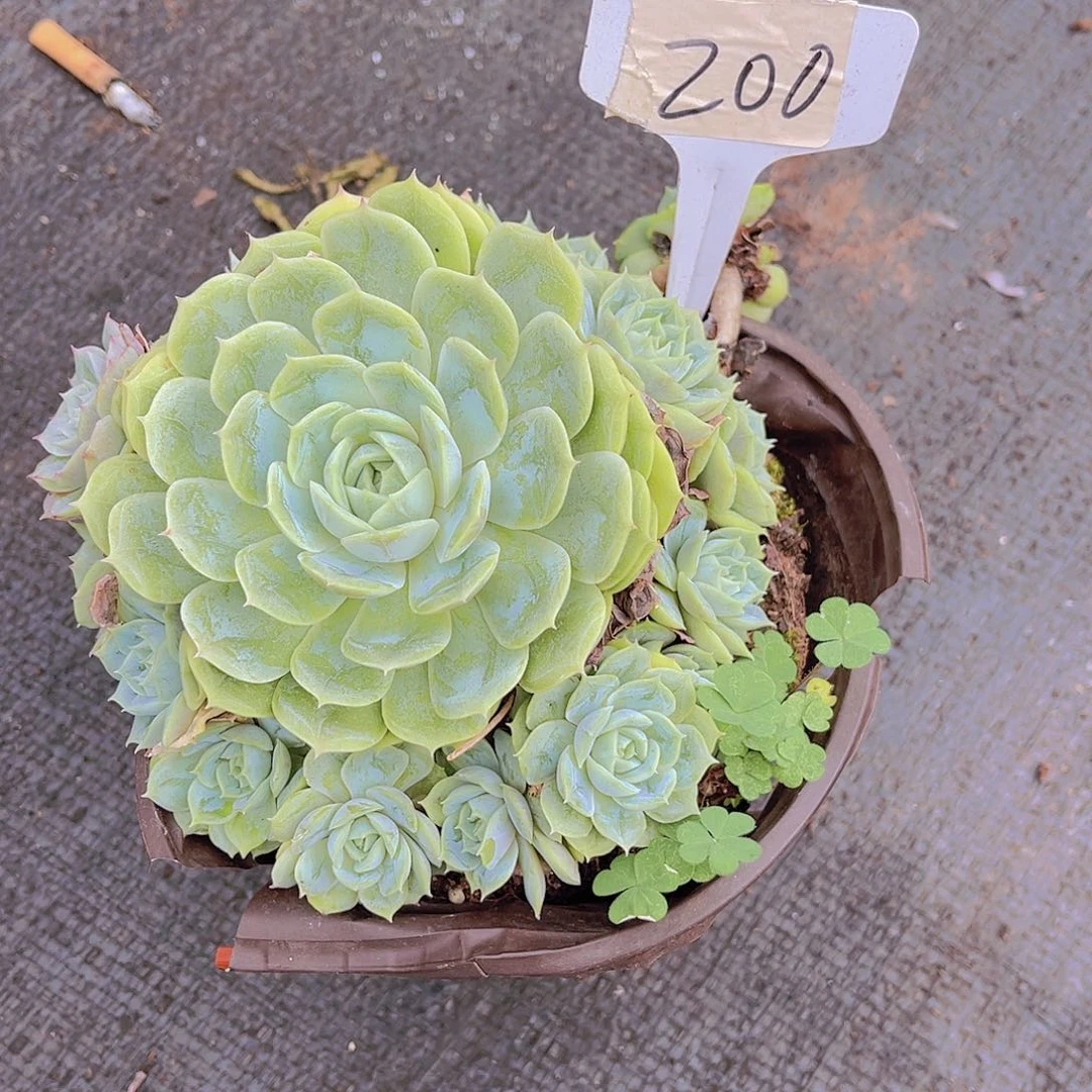 体***室00000000000000000200