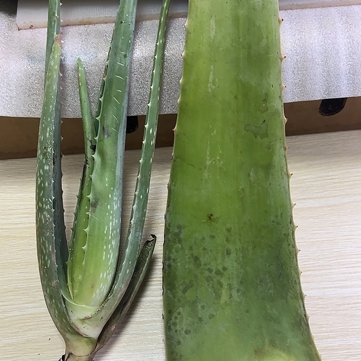 一片二级叶片（美容专用），一颗小苗