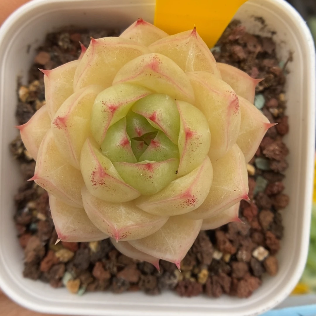 琉璃麦杆4942号。