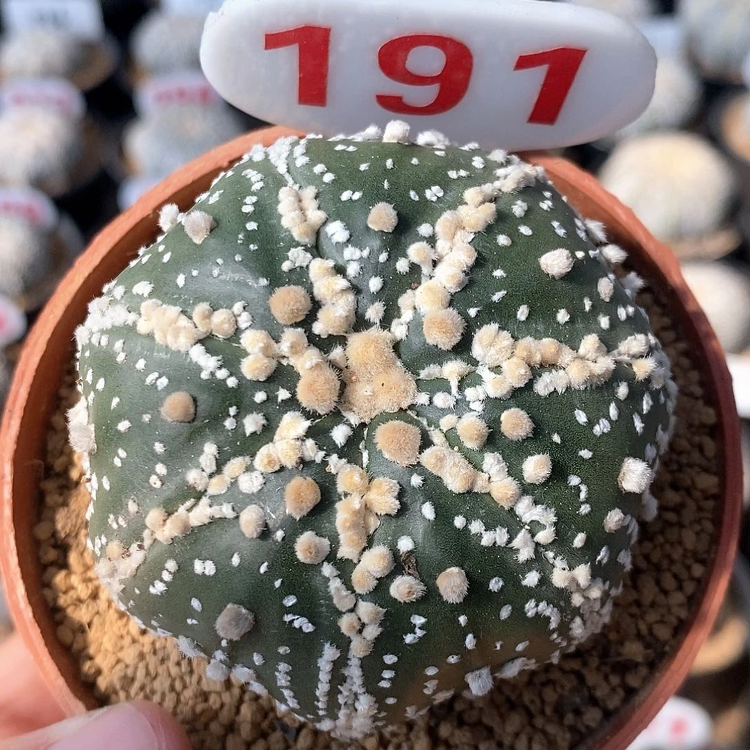 191七愣花园兜福利来啦