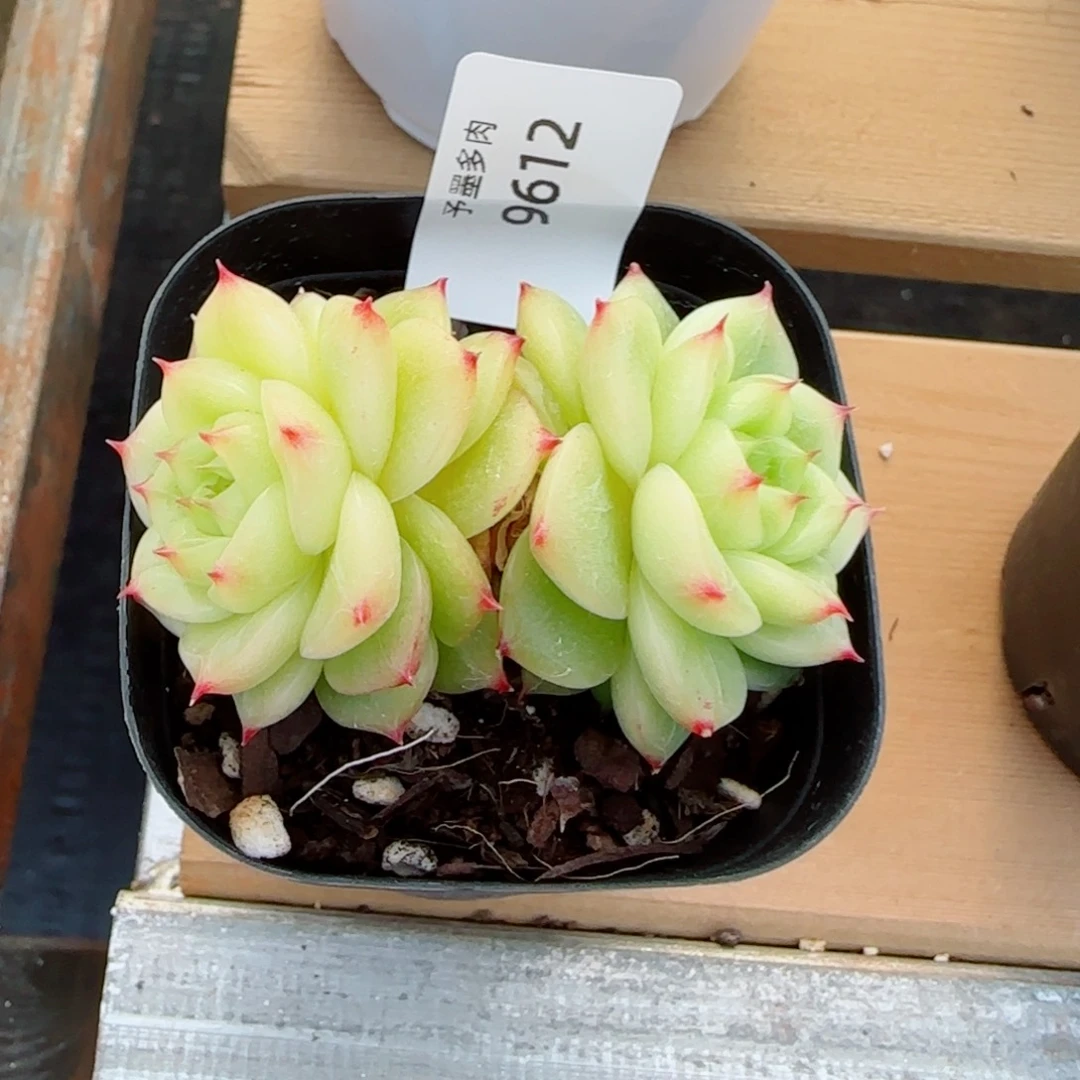 杜若珍妮，9612多肉植物