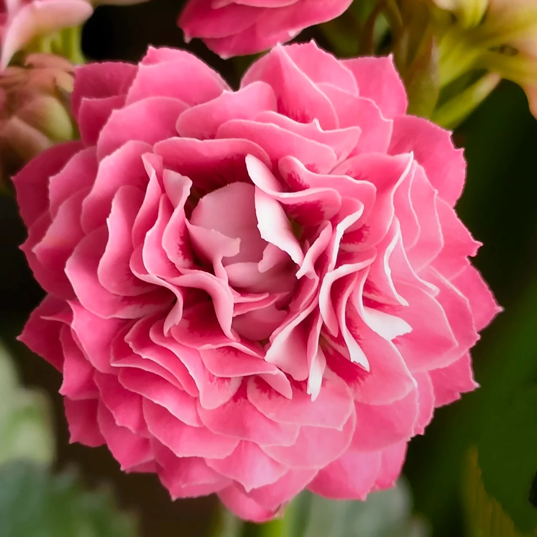 【锦鲤猫】稀有品种  花期长室内阳台盆栽