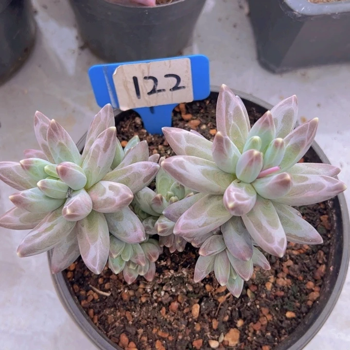 健健康康平平安安