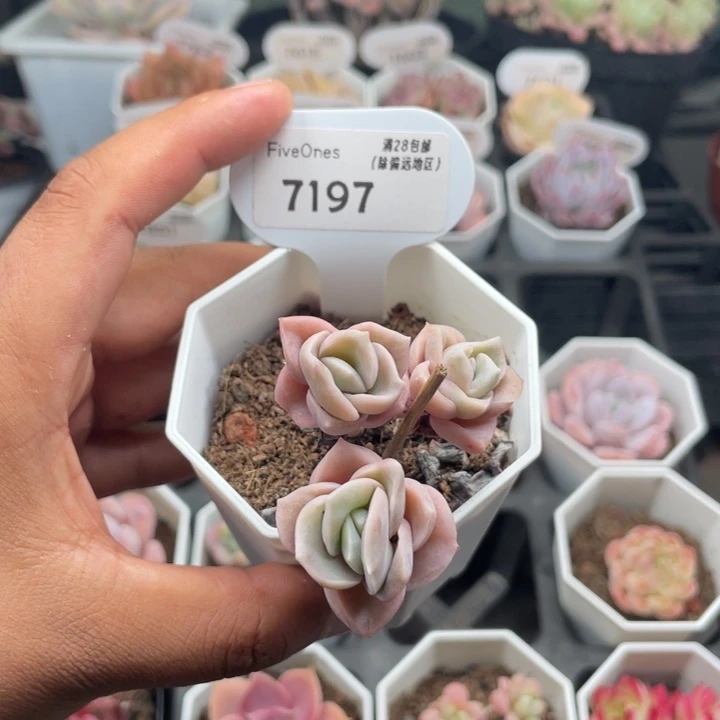 7197可爱玫瑰4.5厘米