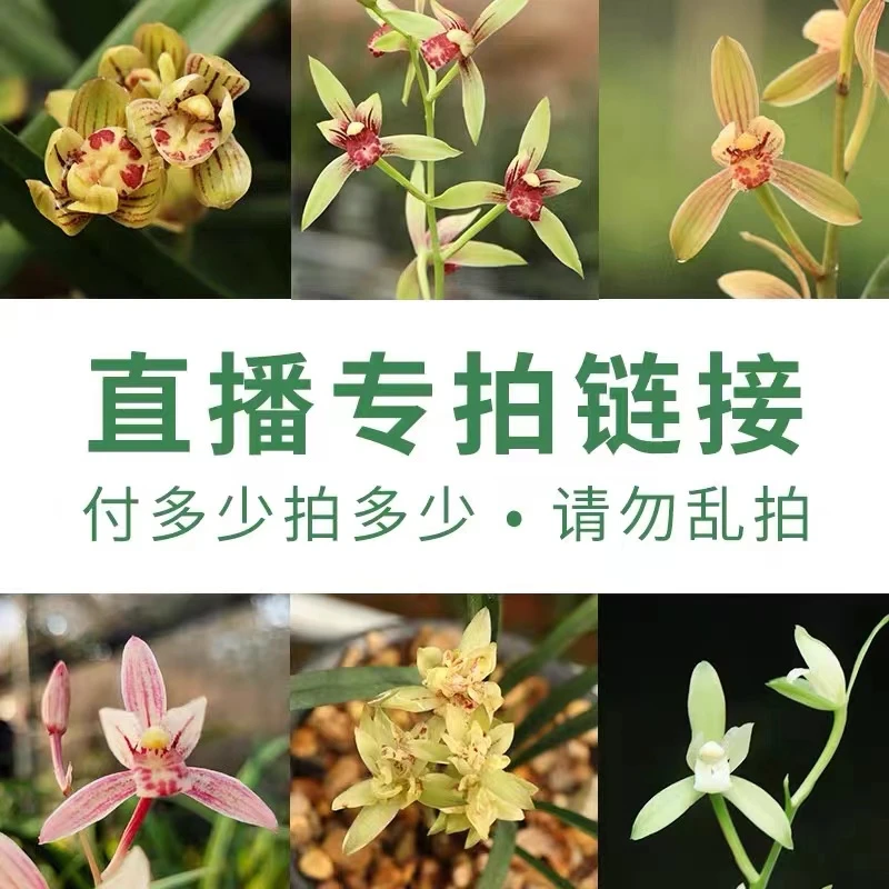 兰花【直播专用】浓香好养易成活室内外都可以养勤花阳台办公室绿植