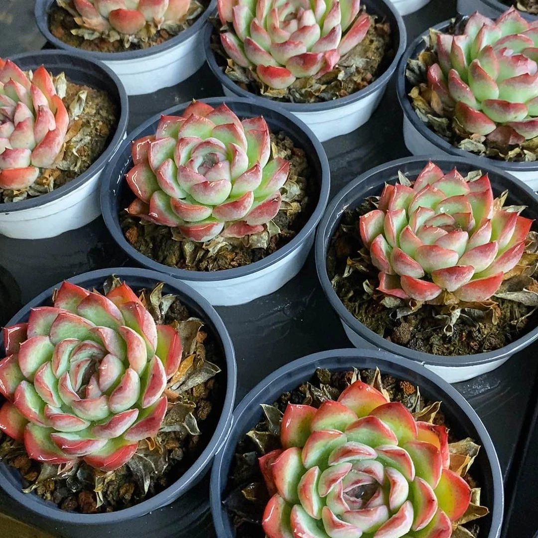 团。单头荷花。福利多多