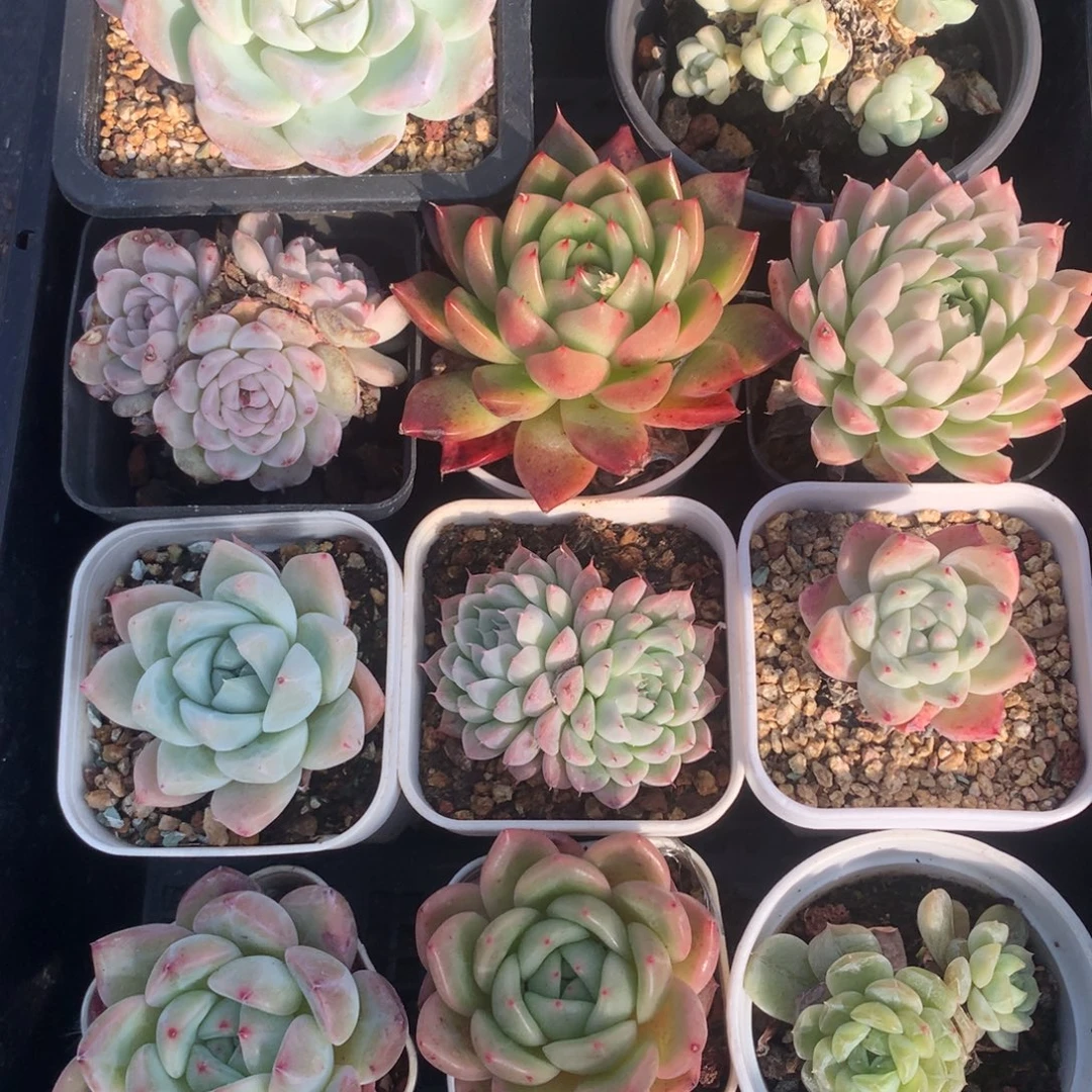 1219-52 套餐一组