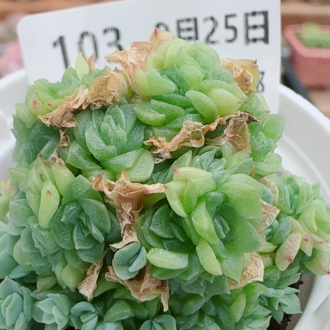 花语逸镜0925-103散