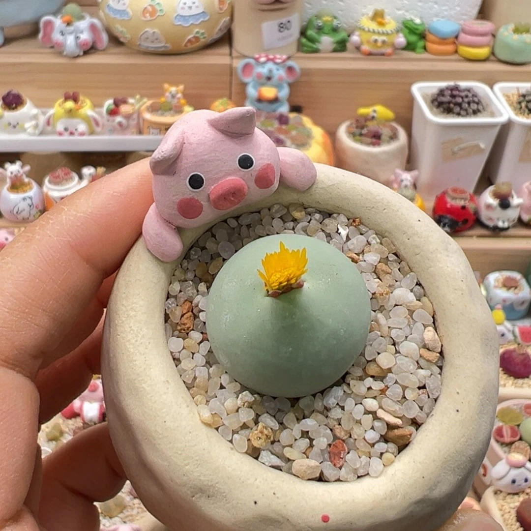 多肉植物97号鸽子蛋