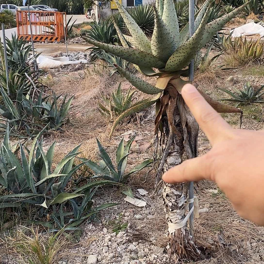 -***啾00000000000鬼切芦荟