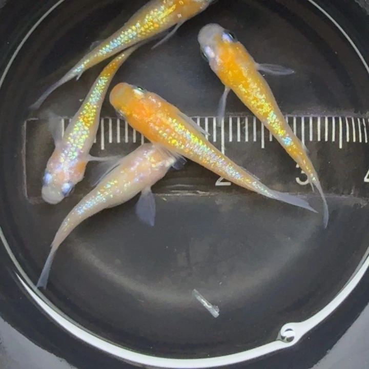 青鳉鱼王华8号青鳉