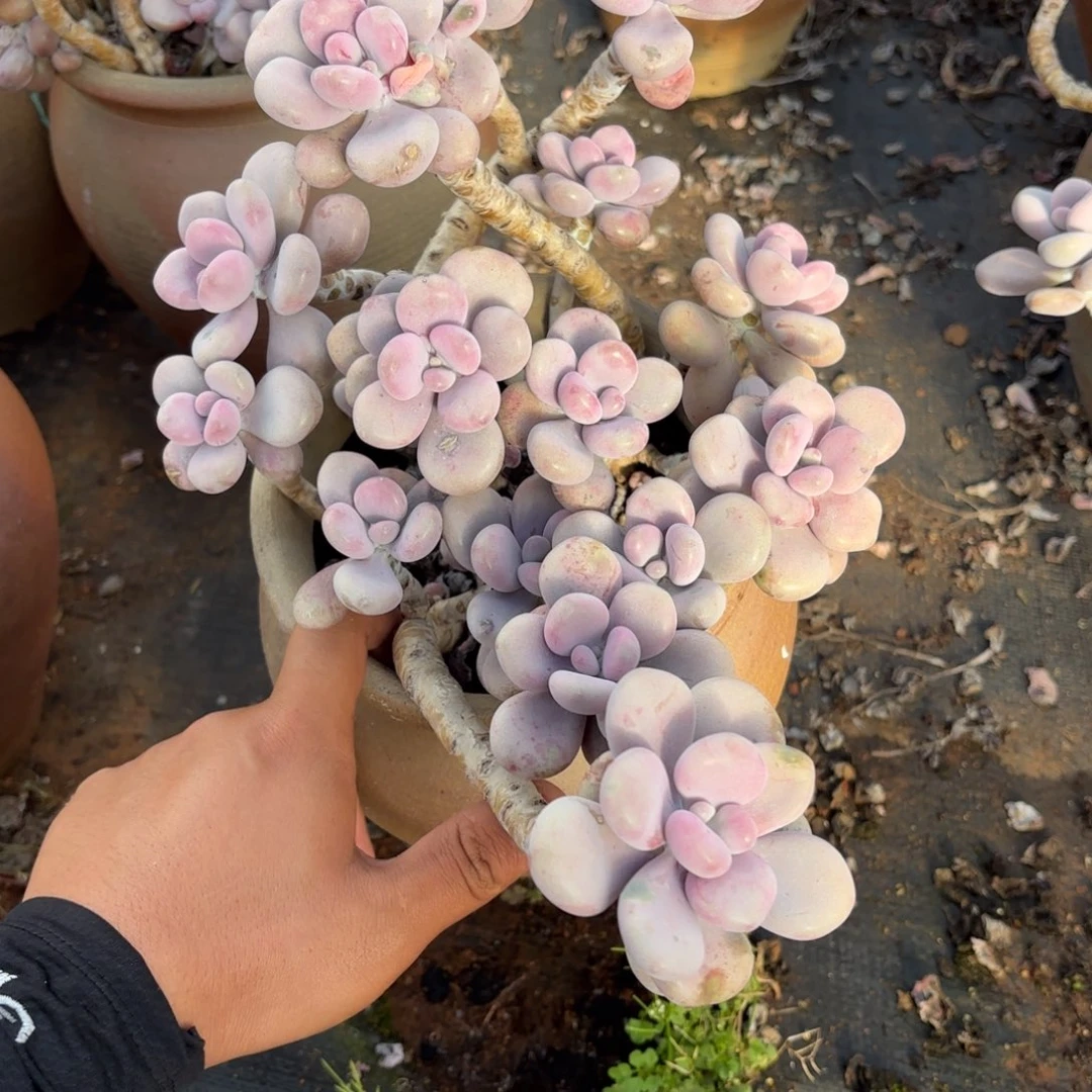 心****＠32号老庄多肉植物