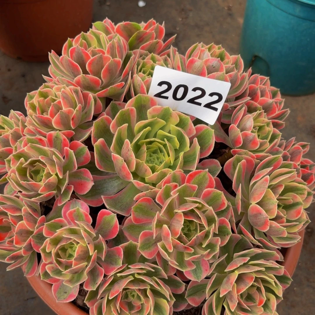 2022多肉植物女妖法师