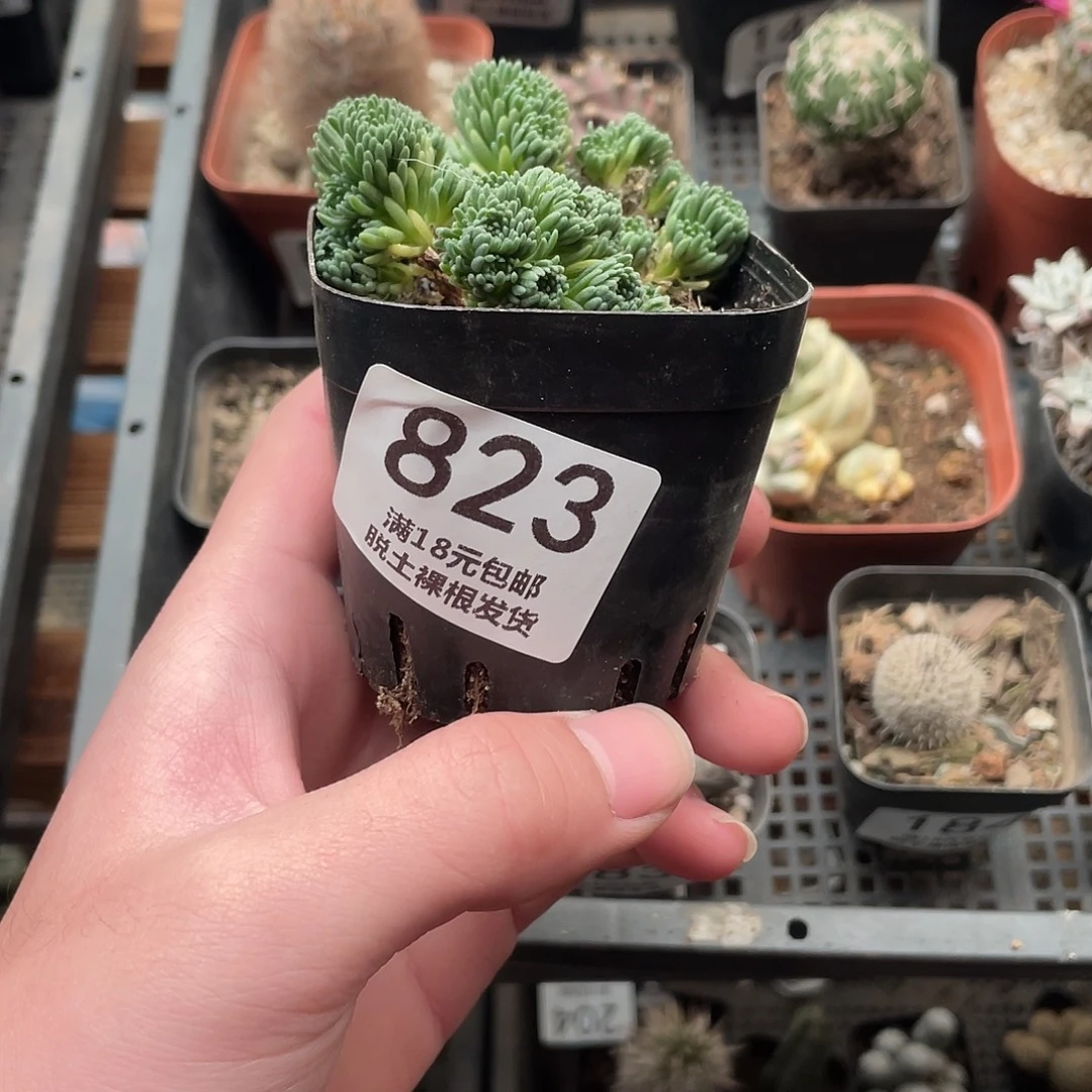 823球松（满18包邮）