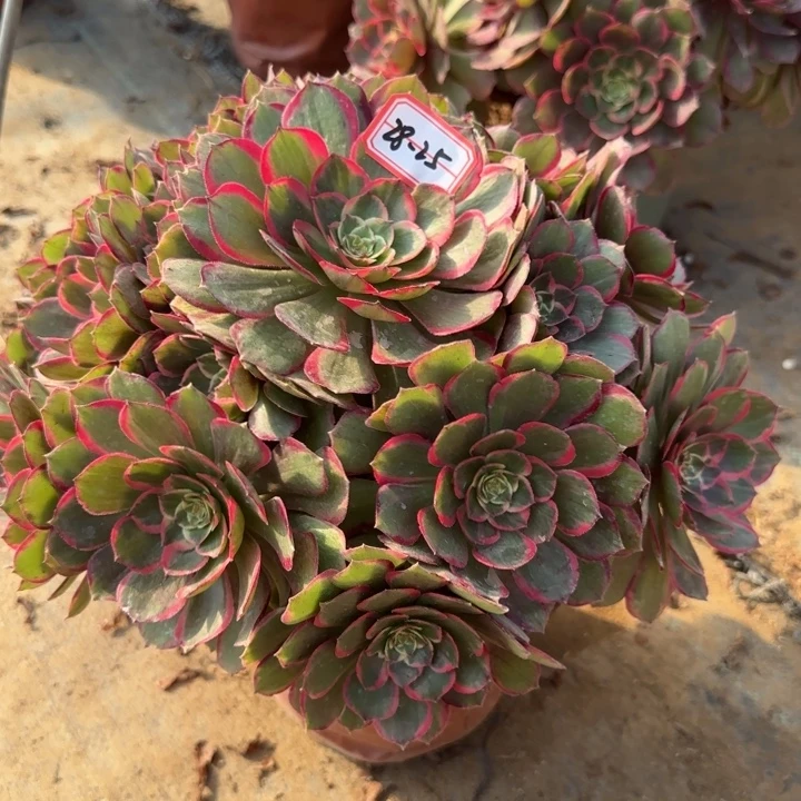 28-25粉花妖多肉不包售后好