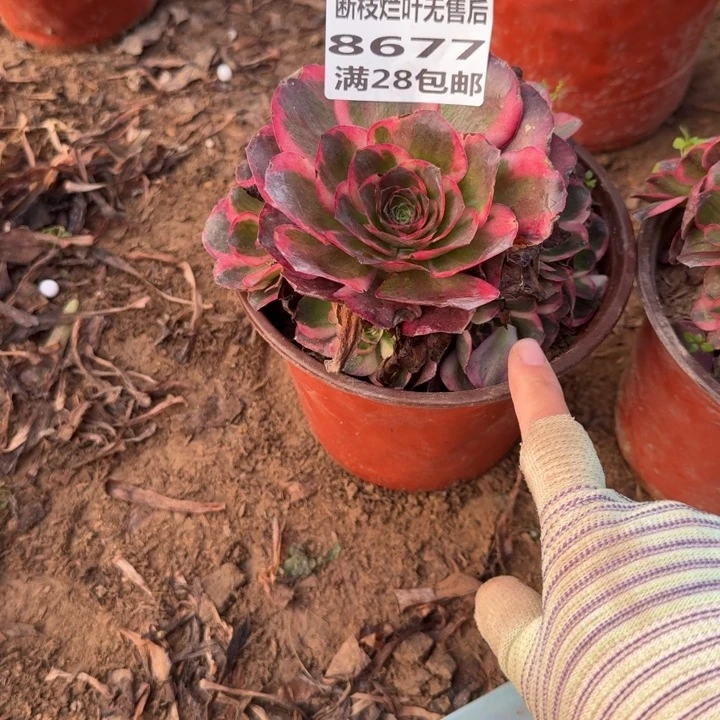 @***梅8677二号棚纳福多肉A