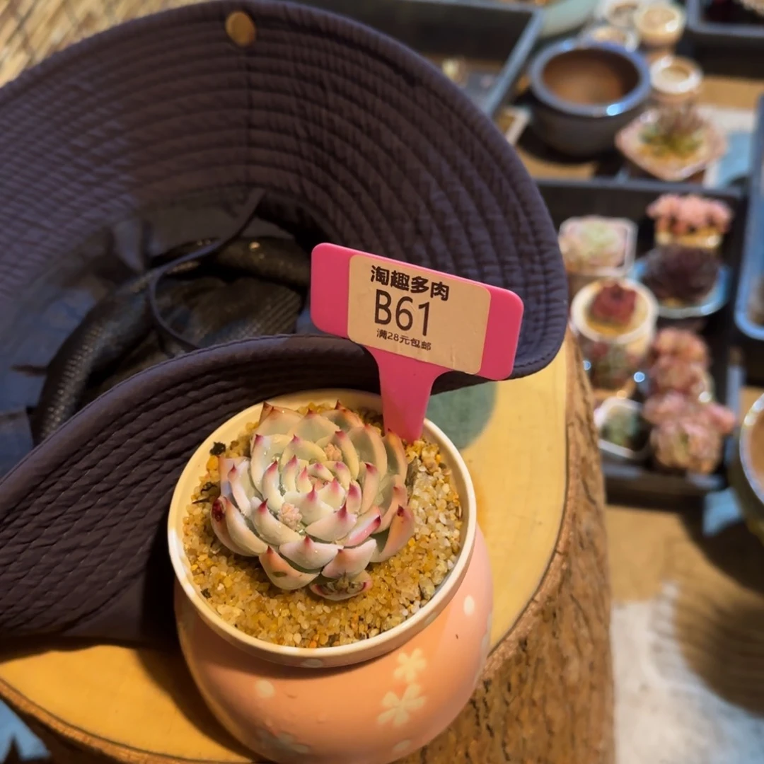 魚多肉植物124567¥8